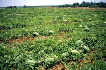 Seminte pepeni verzi Dumara