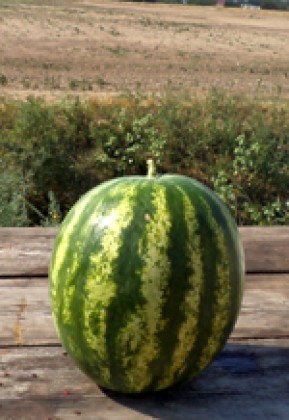 Seminte pepeni verzi Talisman