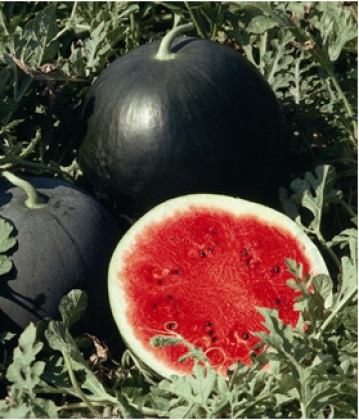 Seminte pepeni verzi Red Star