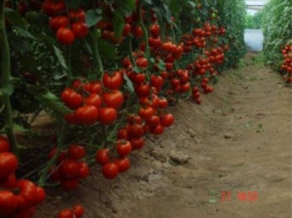 Seminte tomate Menhir