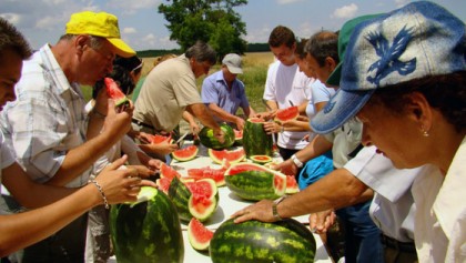 Seminte pepeni verzi Lady