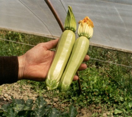 Seminte dovlecei Cavili