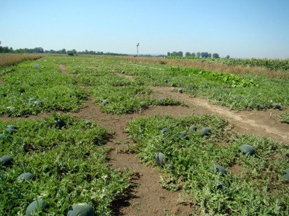 Seminte pepeni verzi Ricca