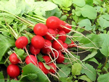 Seminte ridichi Sora