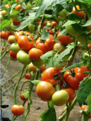 Seminte tomate Axiom