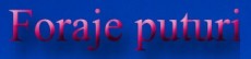 Foraje puturi Dambovita
