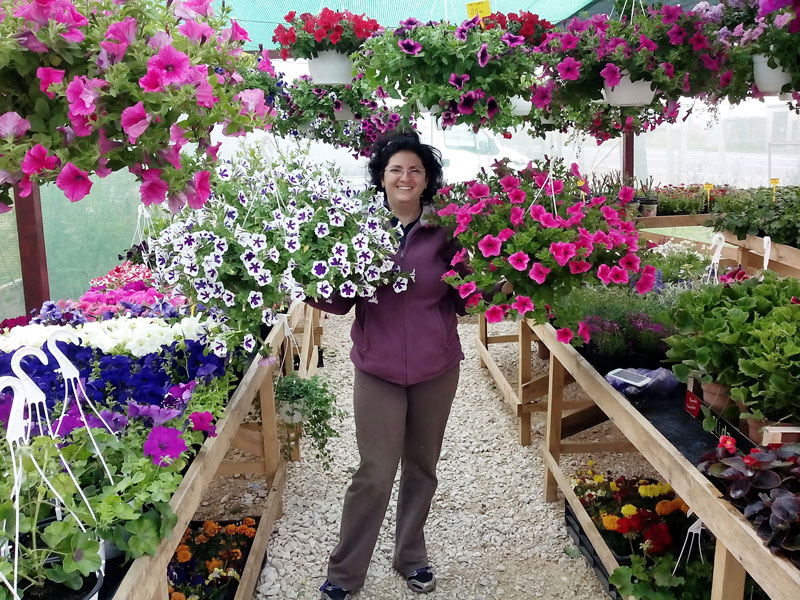 Plante anuale gradina