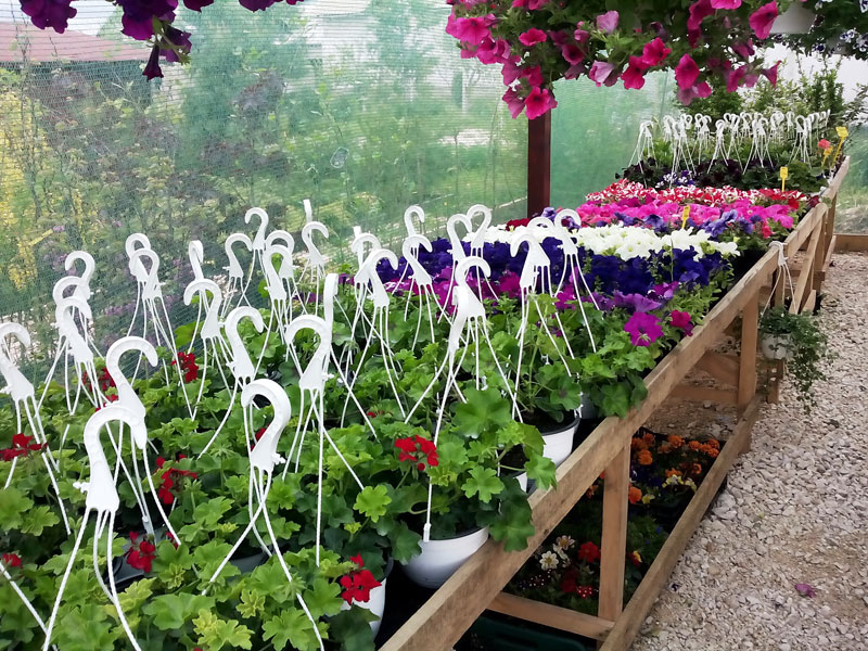 Plante anuale gradina