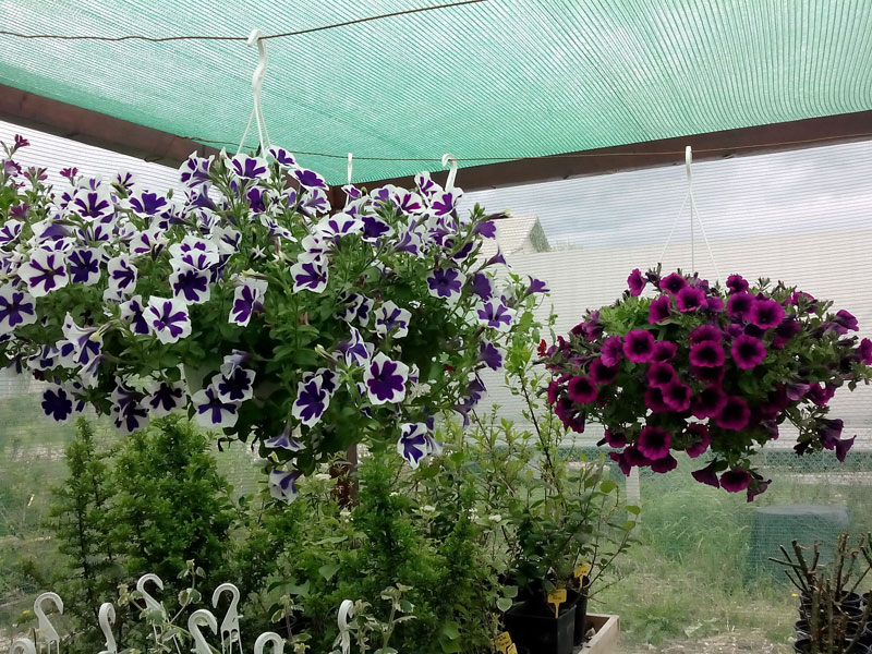 Plante perene gradina
