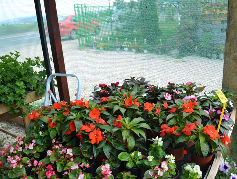 Plante anuale gradina