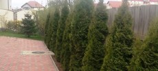 Amenajari plante ornamentale