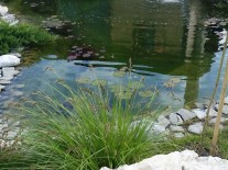 Amenajari lacuri de gradina