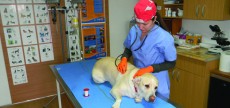 Interventii chirurgicale veterinare