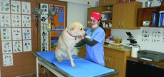 Consultatii veterinare