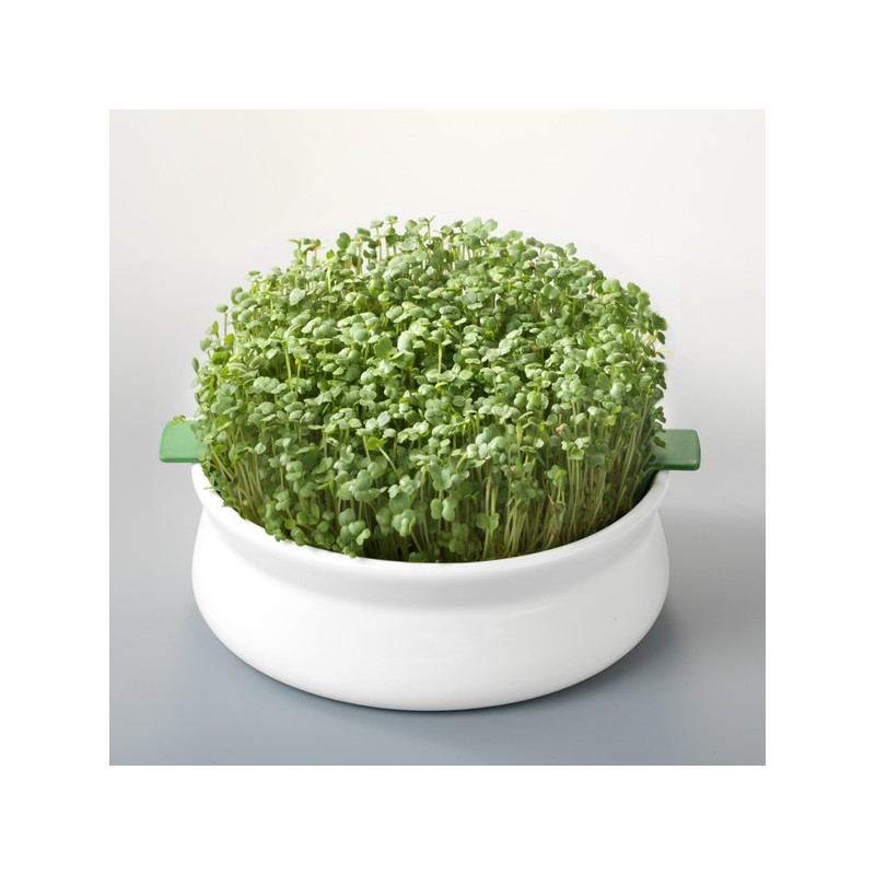 Germinatoare