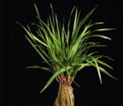 Seminte plante furajere graminee perene