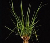 Seminte plante furajere graminee perene