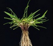 Seminte plante furajere graminee perene