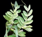 Seminte plante furajere  leguminoase anuale si perene