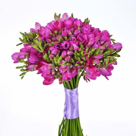 Buchet frezii fucsia
