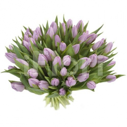 Buchet 49 lalele mov
