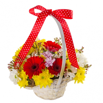 Cos gerbera si crizanteme