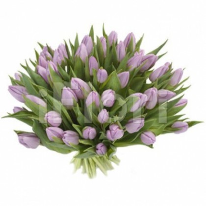 Buchet 49 lalele mov