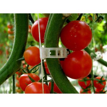 Clipsuri pentru suport tulpina tomate