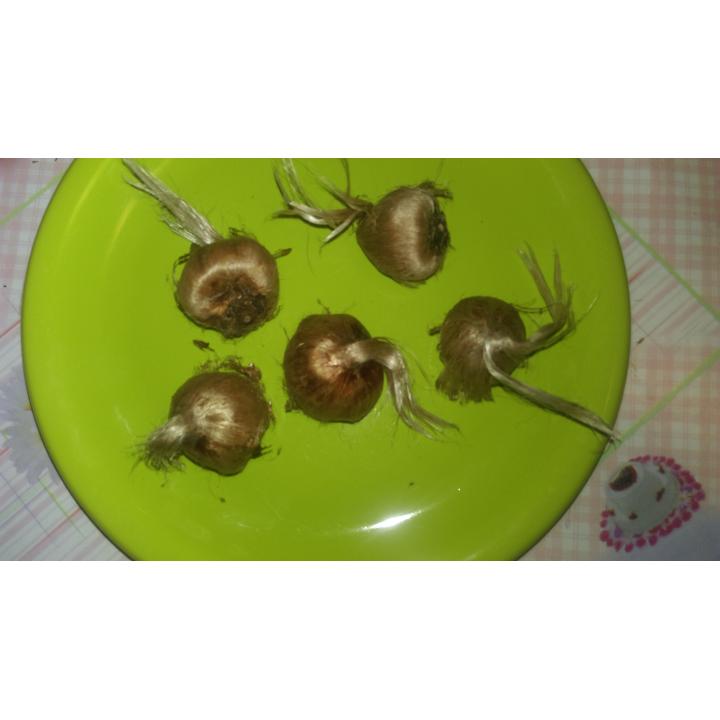 Bulbi Crocus Sativus cu circumferinta intre 8 si 9 cm