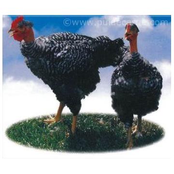 Pui porumbaci o zi Plymouth