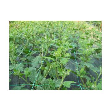Plasa sustinere plante