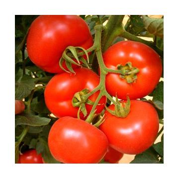 Seminte de tomate
