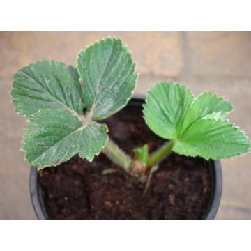 Rasaduri de legume