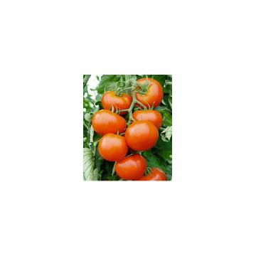 Rasaduri tomate / rosii
