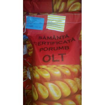 Samanta porumb Olt 2018