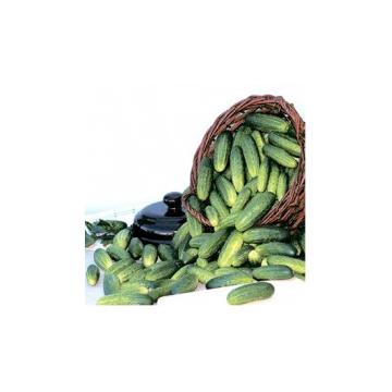 Seminte castraveti Cornichon Asterix F1