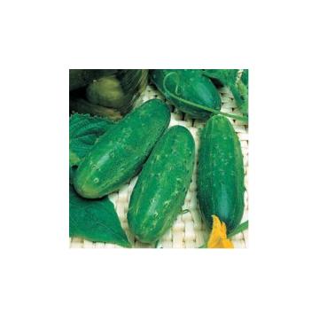 Seminte de castraveti Cornichon Levina F1