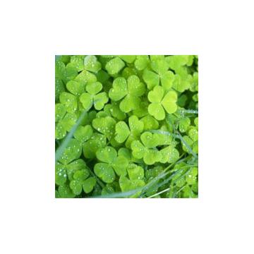 Seminte de trifoi alb Avalon (0.5 kg)