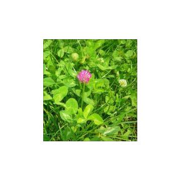 Seminte de trifoi rosu Divin (1 kg)