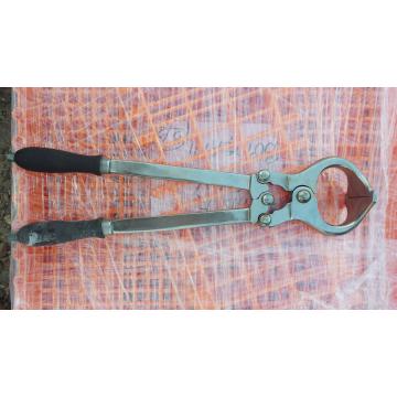 Cleste de castrat tauri