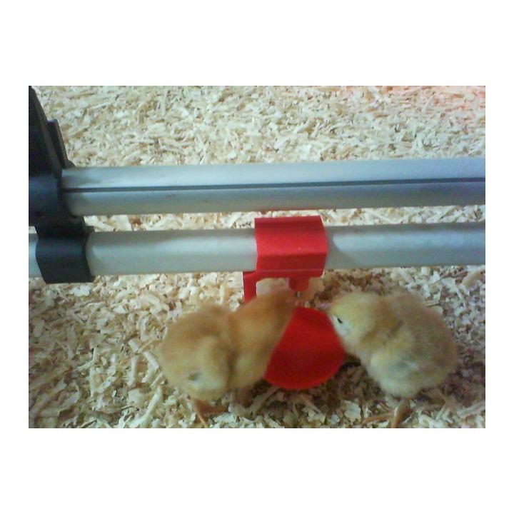 Linii adapare pui, crestere la sol