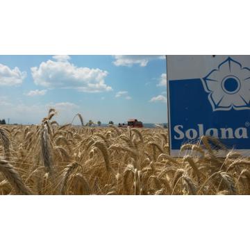 Seminte triticale Solana
