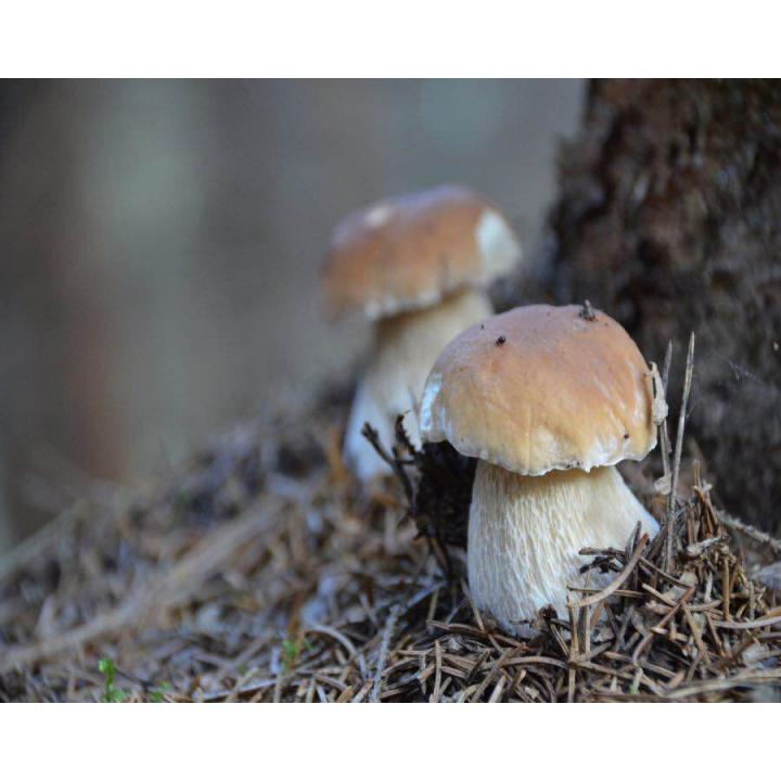 Ciuperci de padure