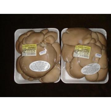Ciuperci Pleurotus