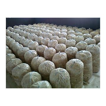 Compost pleurotus pentru producatori