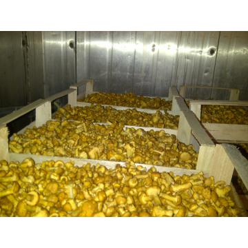 Ciuperci Galbiori Cantharellus cibarius