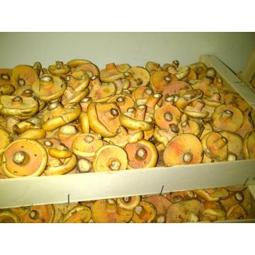 Ciuperci Rascovi, Lactarius Deliciosus