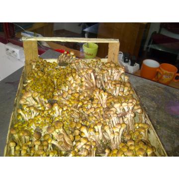 Ghebe proaspete (opintici)