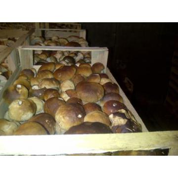 Hribi proaspeti (funghi freschi) Boletus Edulis