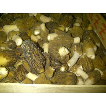 Zbarciogi, ciuperci de padure